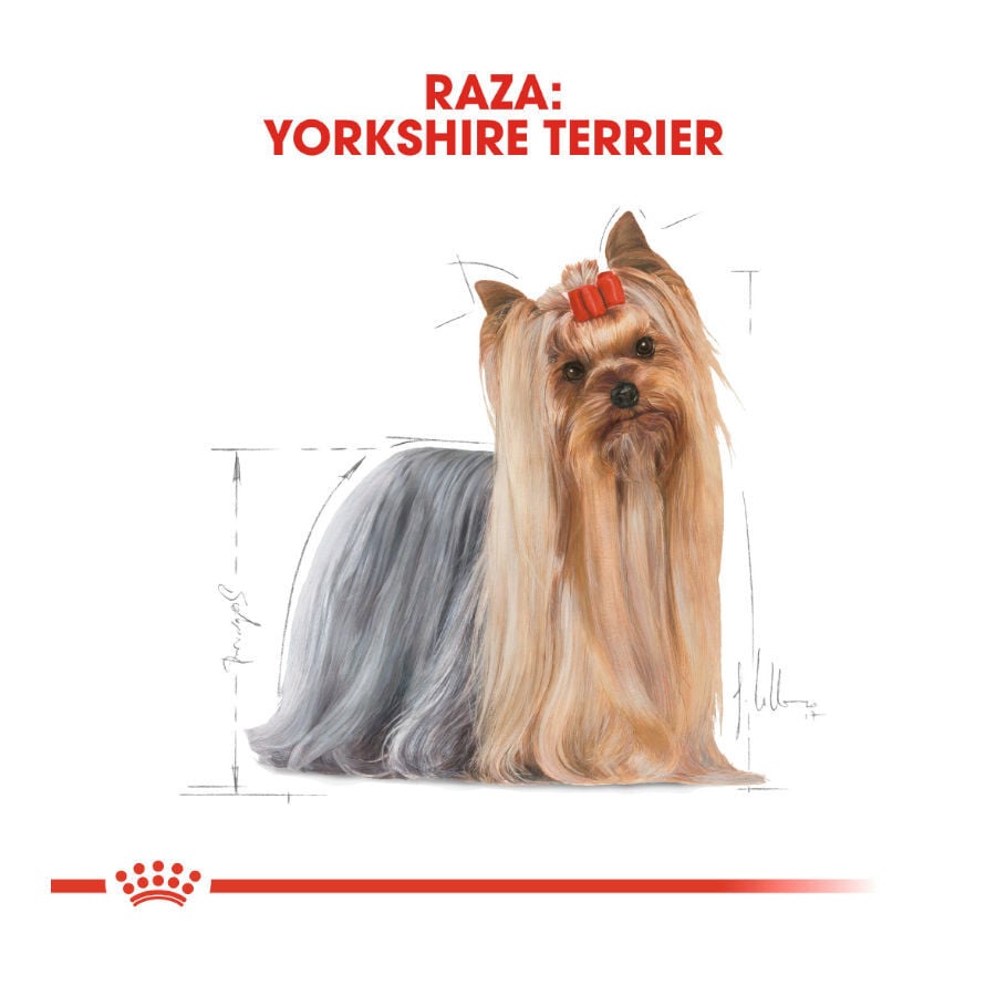 85 g Royal Canin Yorkshire Terrier sobre para perros , , large indicador imagen numero 4